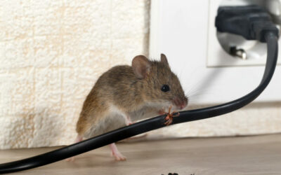 Hide & Squeak: 4 Signs There Might be Mice in Your House