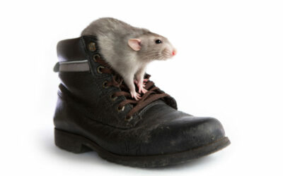 There’s a Mouse in My House: 4 Things You’re Doing to Attract These Pesky Rodents