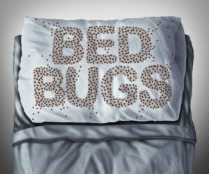 Reasons to Call a Professional to Take Care of a Bed Bug Infestation