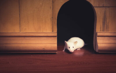 Mice Infestations in Your Home: A Job for Professionals