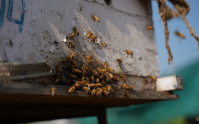 The Buzz on Bees and Balancing Conservation and Pest Management