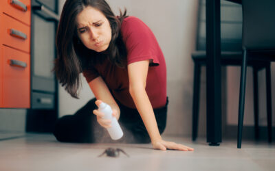 Solutions for Keeping Spiders Out of Your Home