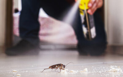 What’s Crawling Around in Your Home and How to Stop Them