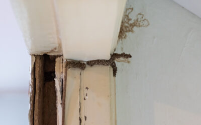 Termites, the Silent Saboteurs, Can Quickly Threaten Your Home