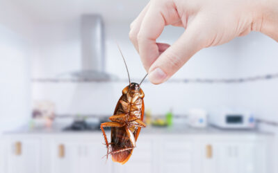 How to Tell if Cockroaches Are Invading Your Kitchen