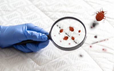 Hidden Obstacles to Eliminating Bed Bugs for Good