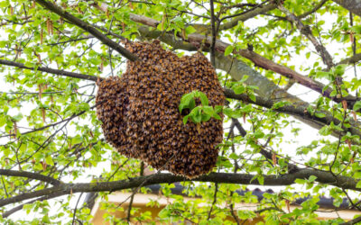 DIY Bee Hive Removal?