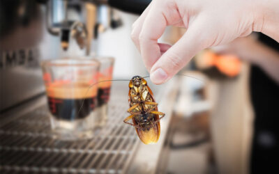 Proactive Strategies for Keeping Your Business Pest-Free